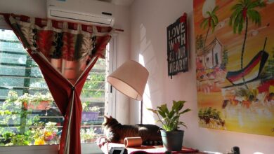 Katze in kleiner Wohnung halten - Was muss man beachten? [Bildinhalt mit KI erstellt]