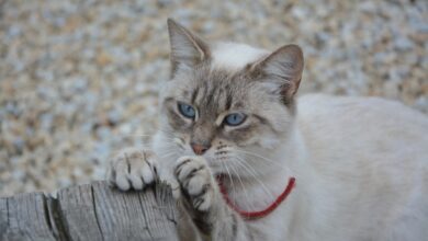 Katze kratzt an Tapete und Tür - Was kann man tun? [Bildinhalt mit KI erstellt]
