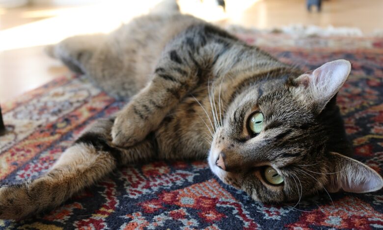 Katze kratzt Teppich kaputt – Verhalten abgewöhnen
