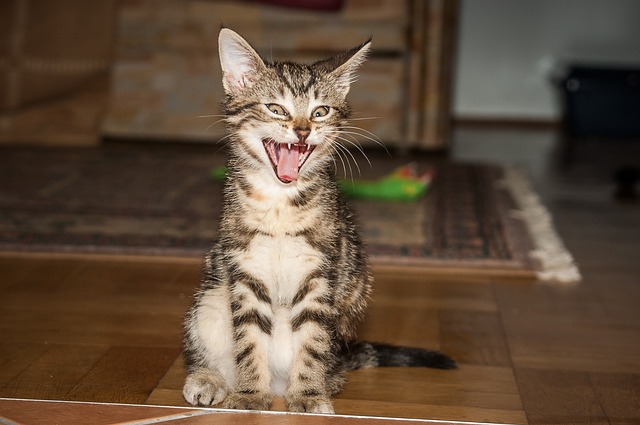 Junge Katze ohne Forl und Zahnbeschwerden