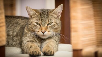 Die Katze markiert im Haus - Was kann man tun? [Bildinhalt mit KI erstellt]