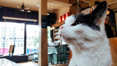 Katze miaut nicht mehr oder nur noch selten [Bildinhalt mit KI erstellt]
