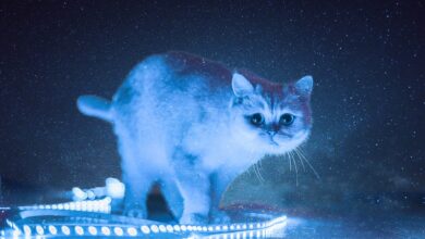 Warum nerven Katzen nachts? [Bildinhalt mit KI erstellt]