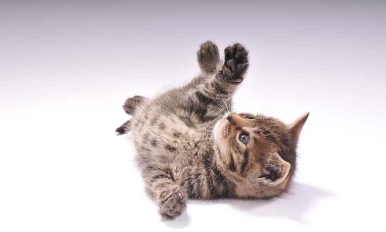 15 Seltsame Katzenverhaltensweisen: Eine Wissenschaftliche Erklärung! [Bildinhalt mit KI erstellt]