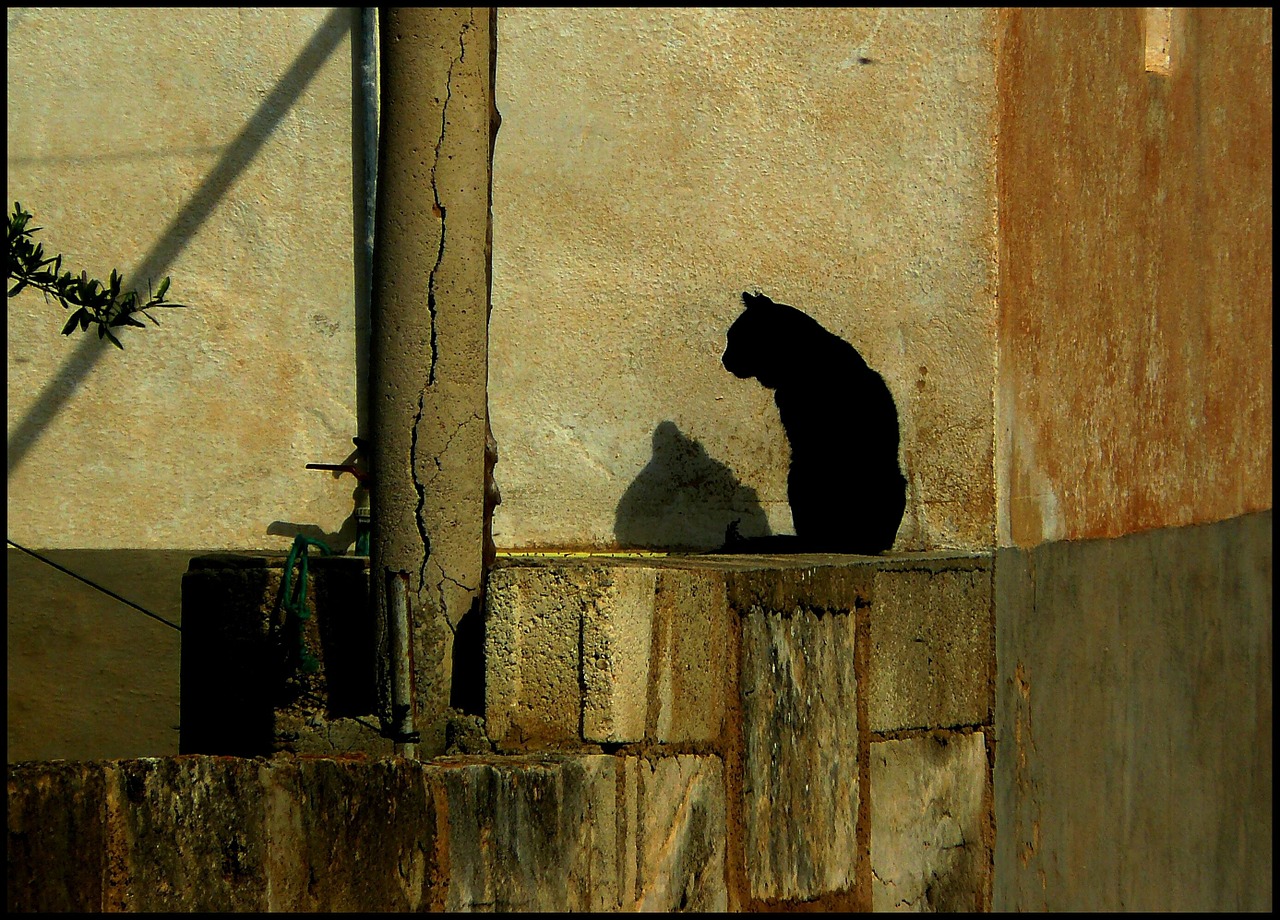Katze starrt Wand an - Was bedeutet das?