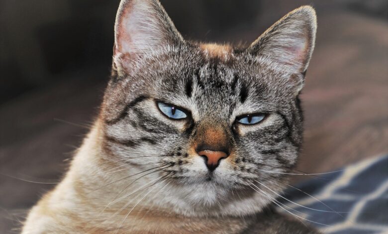 10 Verhaltensweisen, die Deine Katze unglücklich machen [Bildinhalt mit KI erstellt]