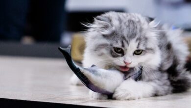 Warum mögen Katzen Fisch? [Bildinhalt mit KI erstellt]