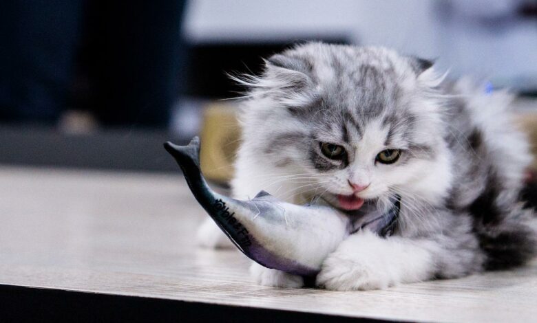 Warum mögen Katzen Fisch?