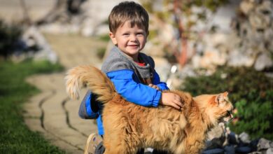 Kinder und Katzen: 10 Tipps zur Förderung der Bindung [Bildinhalt mit KI erstellt]