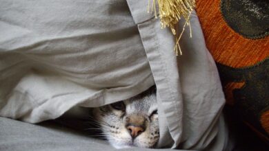 Warum versteckt sich meine Katze? [Bildinhalt mit KI erstellt]