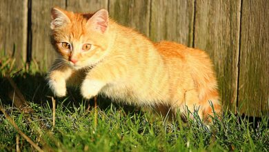Wie man eine wilde Katze in der Wohnung beruhigt [Bildinhalt mit KI erstellt]