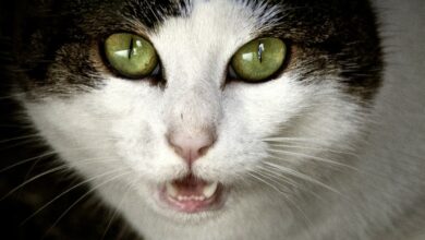 Warum haben Katzen Angst vor Gurken? [Bildinhalt mit KI erstellt]