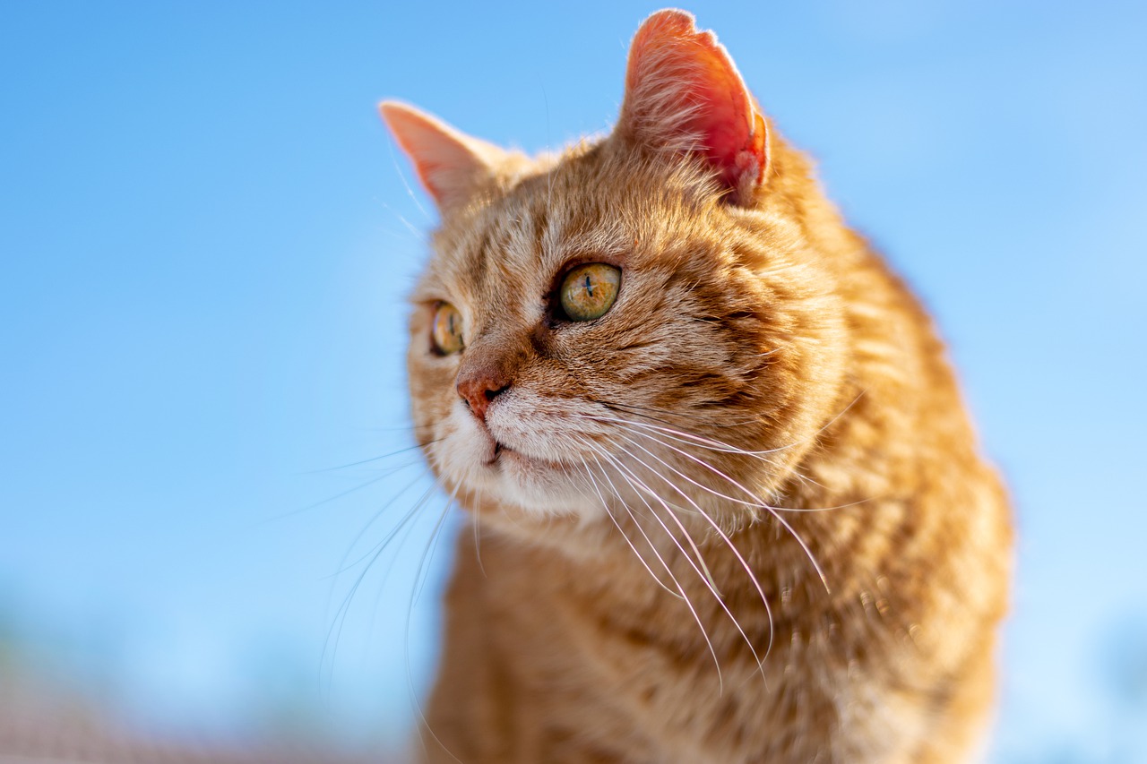 Demenz bei Katzen - Das kognitive Dysfunktionssyndrom