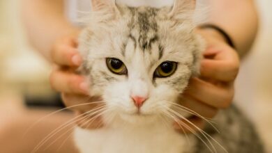 Wie man eine Katze beruhigen kann: Tipps und Ratschläge [Bildinhalt mit KI erstellt]