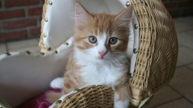 Katzenbaby eingewöhnen - wichtige Tipps & Infos [Bildinhalt mit KI erstellt]