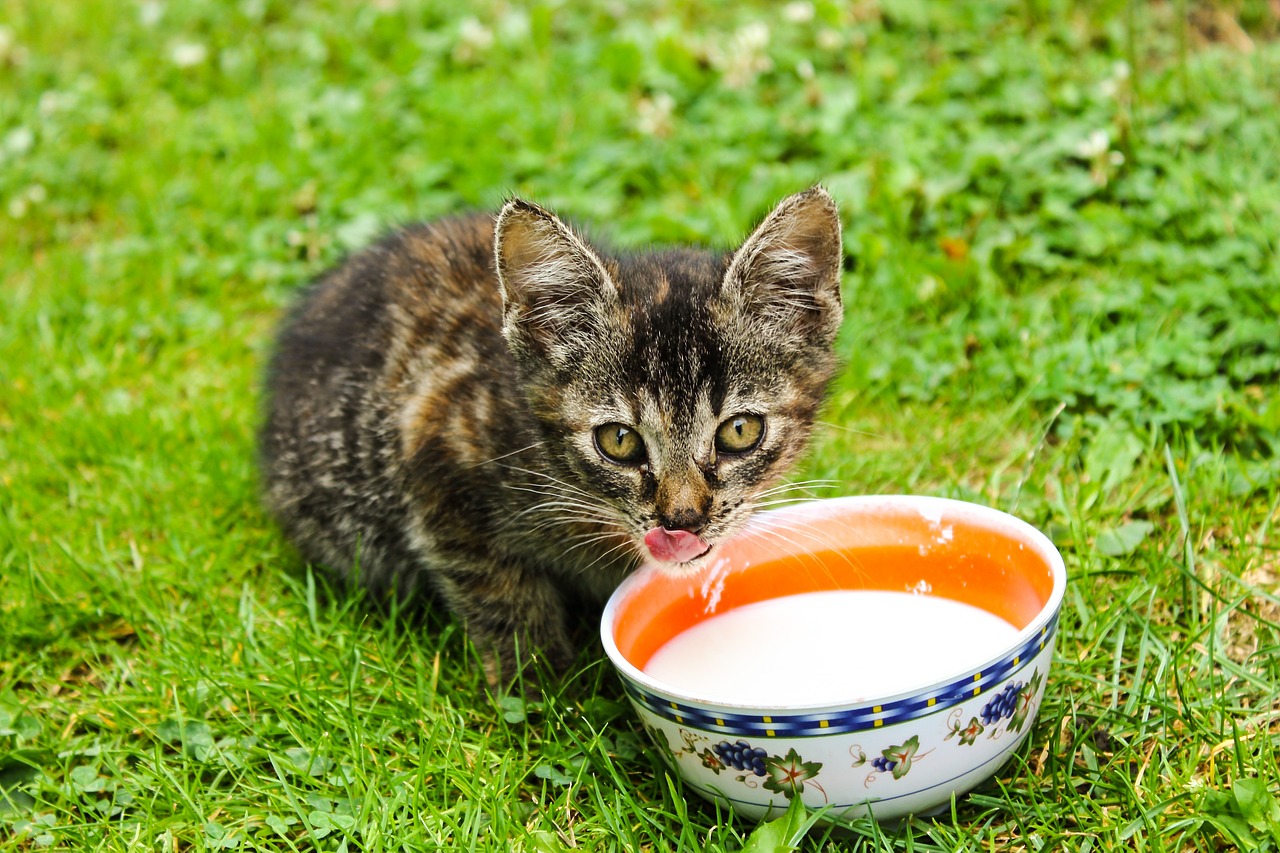 Katzenmilch - worauf man achten sollte!