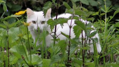 Was bedeutet Kauerhaltung bei Katzen? [Bildinhalt mit KI erstellt]