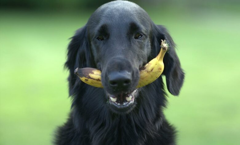 Dürfen Hunde Bananen essen? Sind Bananen für Hunde sicher?