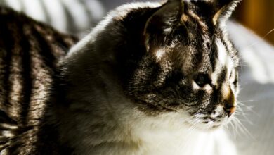 Kokosöl für Katzen - Verwendung, Nutzen und Risiken [Bildinhalt mit KI erstellt]