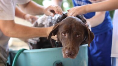 Menschenshampoo für Hunde: Die richtige Pflege für Ihren Vierbeiner [Bildinhalt mit KI erstellt]