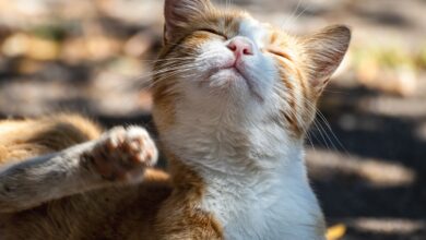 Milben bei Katzen – was tun? [Bildinhalt mit KI erstellt]