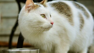 Füttern von Nassfutter für Katzen in Abwesenheit [Bildinhalt mit KI erstellt]