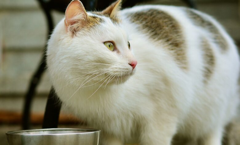 Füttern von Nassfutter für Katzen in Abwesenheit