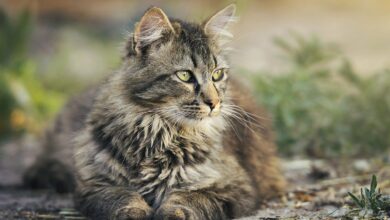 Ohrmilben bei Katzen – ein häufiges Problem [Bildinhalt mit KI erstellt]