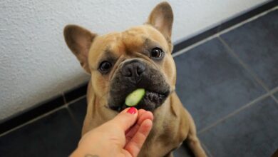 Probiotika für Hunde - Für eine gesunde Darmflora [Bildinhalt mit KI erstellt]