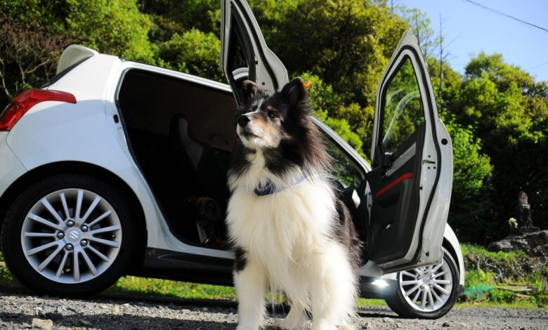 Reisen mit Hunden im Auto oder wohnmobil über lange Strecken