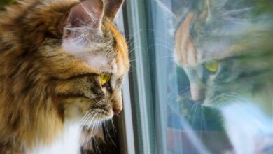 Urlaub und Trennungsangst bei Katzen – Abwesenheit erleichtern [Bildinhalt mit KI erstellt]