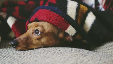 Übernachtung mit Hund - Unterkünfte, Regeln und Tipps [Bildinhalt mit KI erstellt]