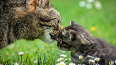 Ab wann vergessen Katzen Ihre Mutter [Bildinhalt mit KI erstellt]
