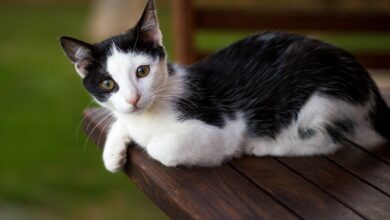 Wie man Verhaltensprobleme bei Katzen löst [Bildinhalt mit KI erstellt]