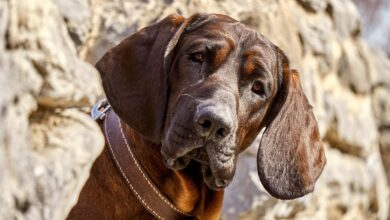 Verstopfung bei Hunden: Ursachen und Abhilfe [Bildinhalt mit KI erstellt]