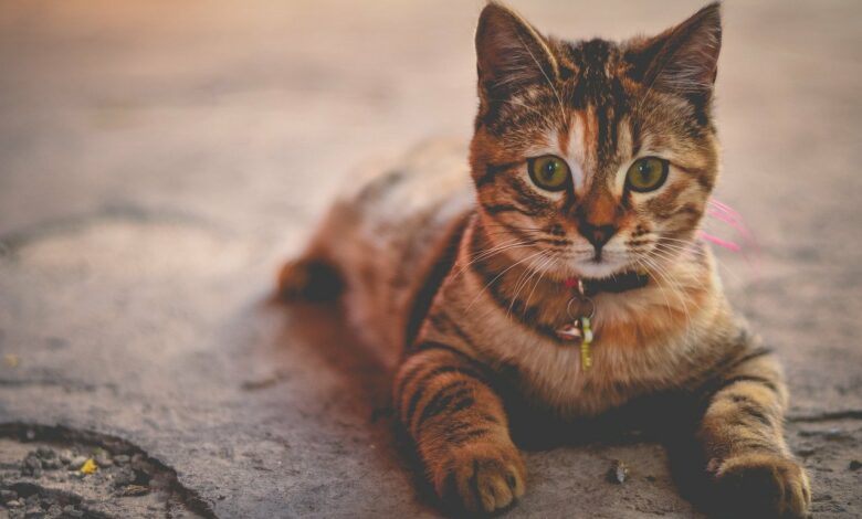 Warum miauen Katzen? - Die 6 häufigsten Gründe