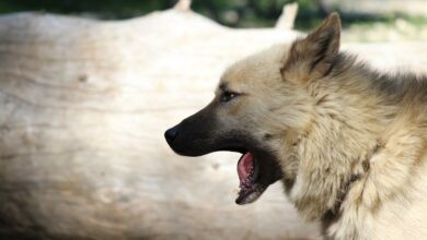 Warum heult ein Hund? [Bildinhalt mit KI erstellt]