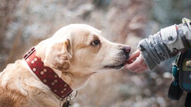 Weihrauch für Hunde und seine vielfältigen Anwendungen [Bildinhalt mit KI erstellt]