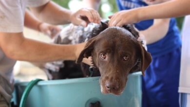 Wie oft muss ich meinen Hund waschen? [Bildinhalt mit KI erstellt]