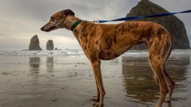 Windhund Rassen Übersicht - Welche gibt es? [Bildinhalt mit KI erstellt]