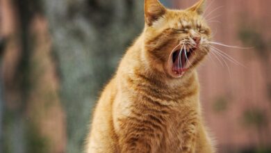 Wurmkur bei Katzen [Bildinhalt mit KI erstellt]