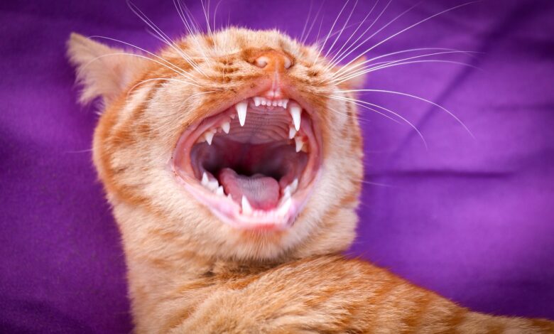 Zahnstein bei Katzen entfernen