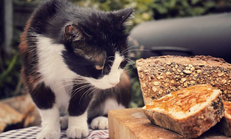 Dürfen Katzen Brot essen?