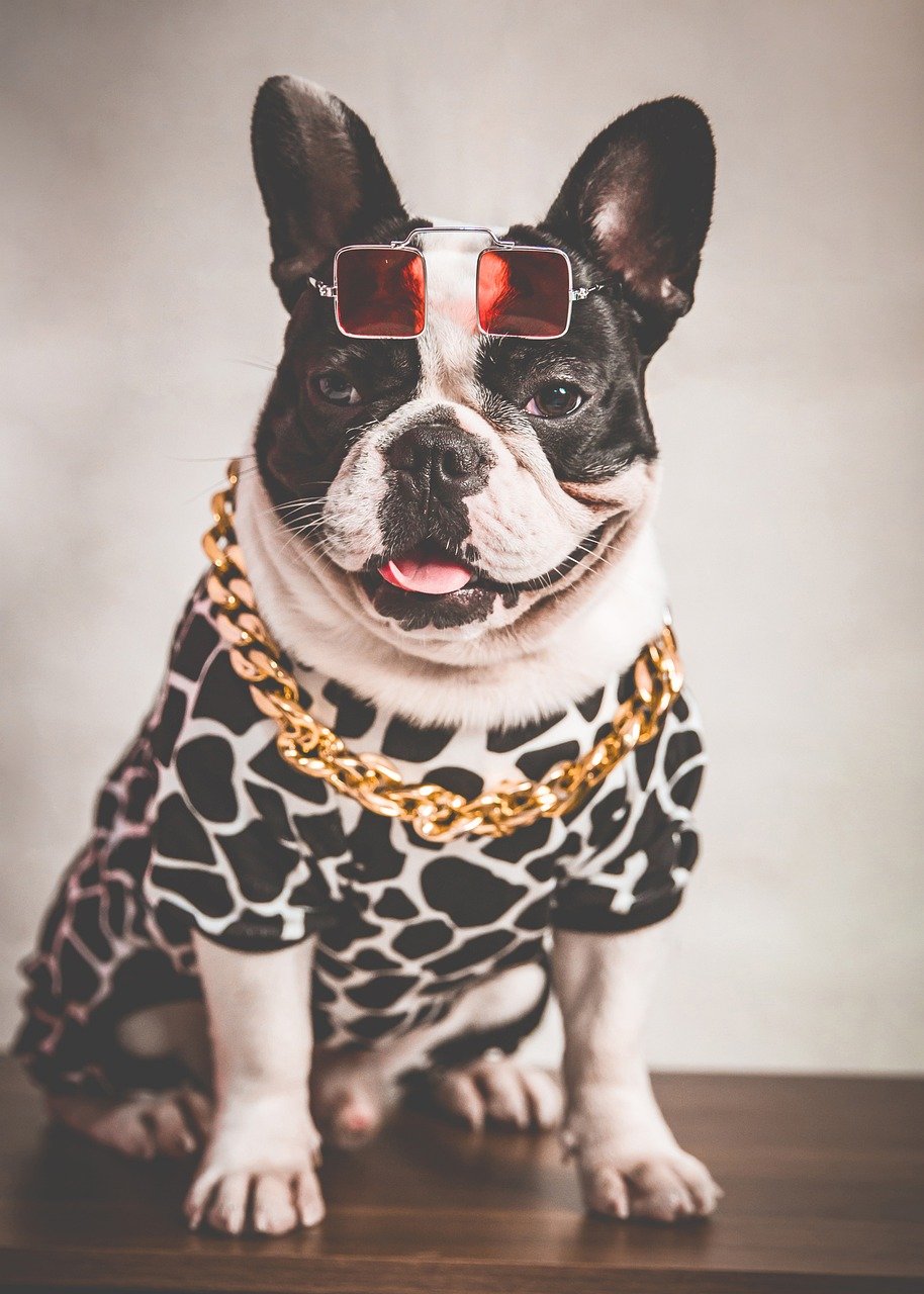 Ist ein Maulkorb für französische Bulldogge notwendig? [Bildinhalt mit KI erstellt]