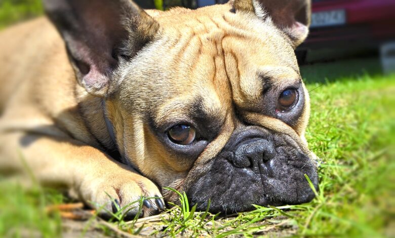 Gründe, warum Französische Bulldoggen gute Haustiere sind