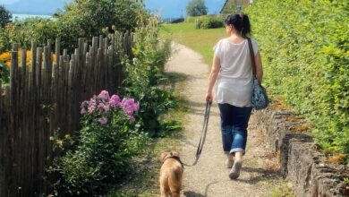 Giftige Pflanzen für Hunde - Diese 5 sollten Sie kennen [Bildinhalt mit KI erstellt]