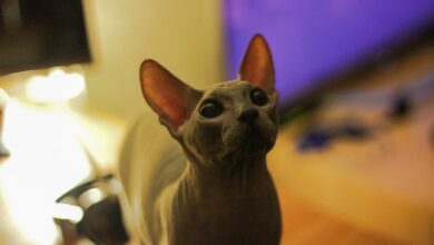 Die 10 besten hypoallergene Katzen für Allergiker [Bildinhalt mit KI erstellt]