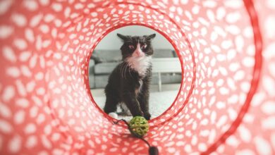 Können Katzen das Down-Syndrom haben? [Bildinhalt mit KI erstellt]