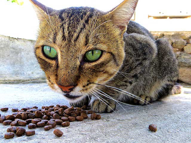Katzen füttern - Was sollten Sie beachten?