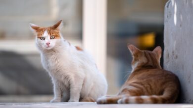Katzen vertragen sich nicht mehr - Woran liegt es? [Bildinhalt mit KI erstellt]